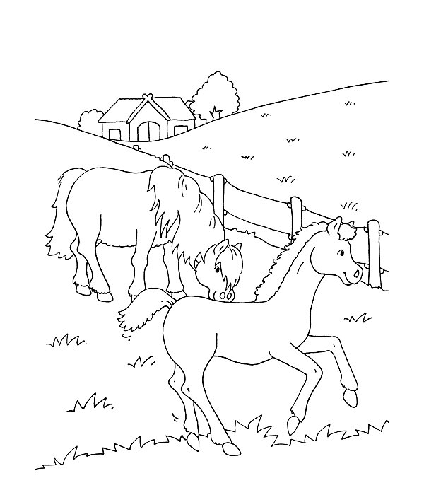 Mijn dikke kleurboek - Paarden