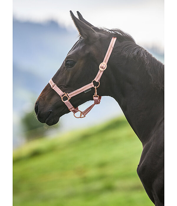 veulen en shetty halster Shimmering