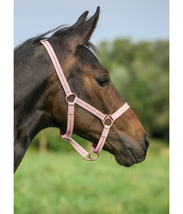 veulen en shetty halster Shimmering
