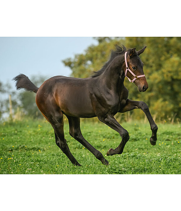 veulen en shetty halster Shimmering