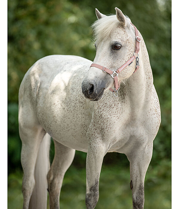 veulen en shetty halster Crystal Chain