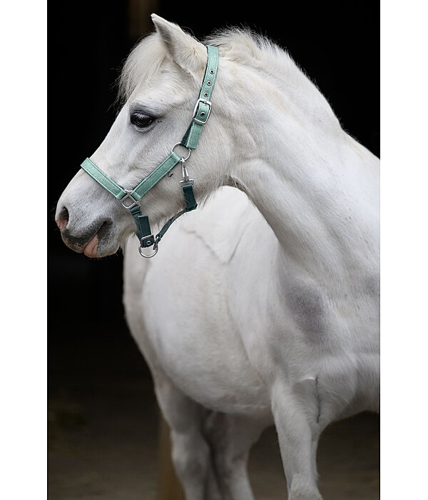 veulen en shetty halster Twinkle