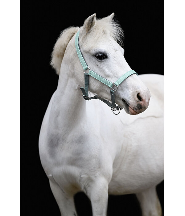 veulen en shetty halster Twinkle