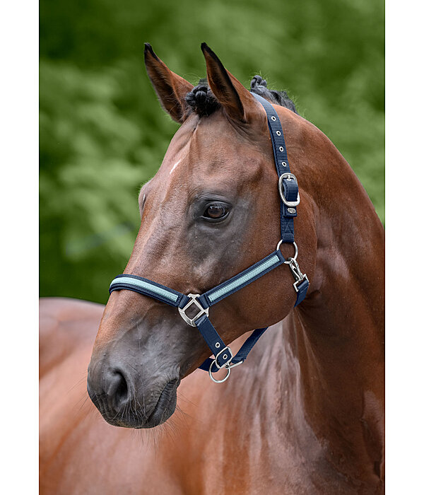Veulen en Shetty Halster Blaire