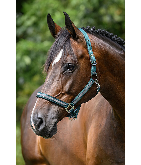 Veulen en Shetty Halster Blaire