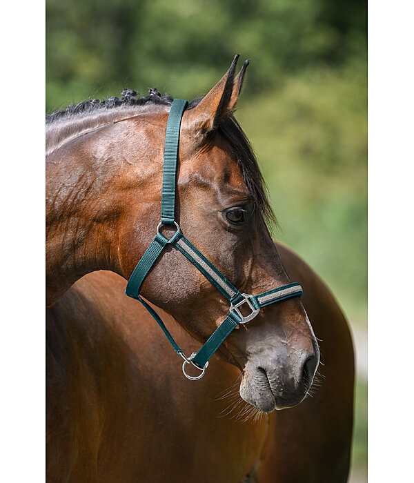 Veulen en Shetty Halster Blaire