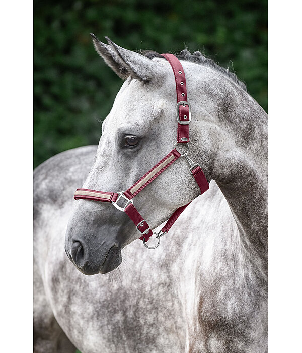 Veulen en Shetty Halster Blaire