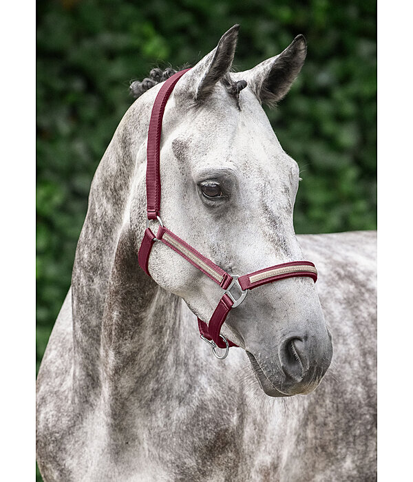 Veulen en Shetty Halster Blaire