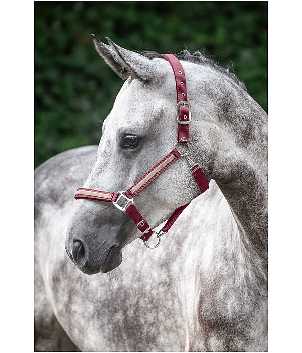 Veulen en Shetty Halster Blaire