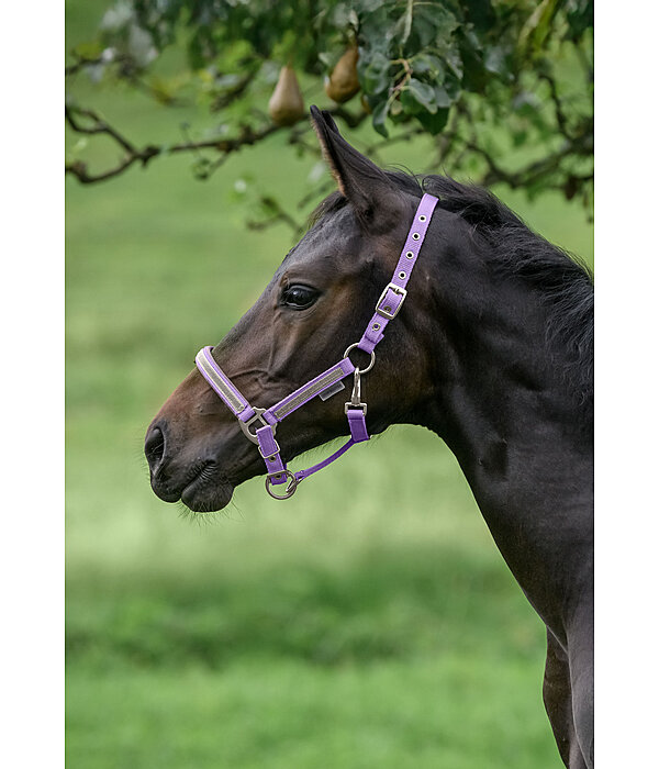 veulen en shetty halster Blaire
