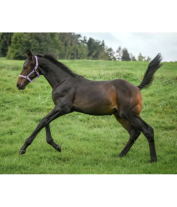 veulen en shetty halster Blaire