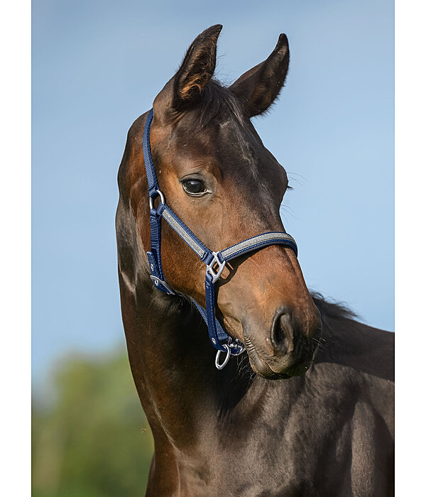 veulen en shetty halster Blaire