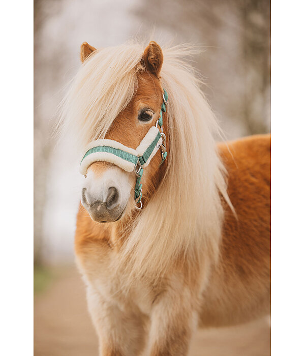 veulen en shetty halster Shine