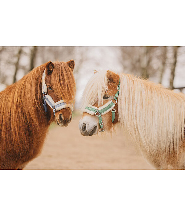 veulen en shetty halster Shine