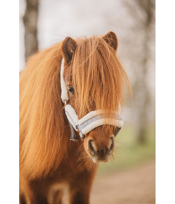 veulen en shetty halster Shine
