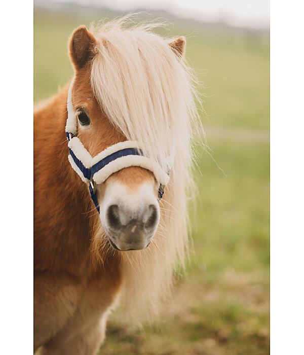 veulen en shetty halster Shine