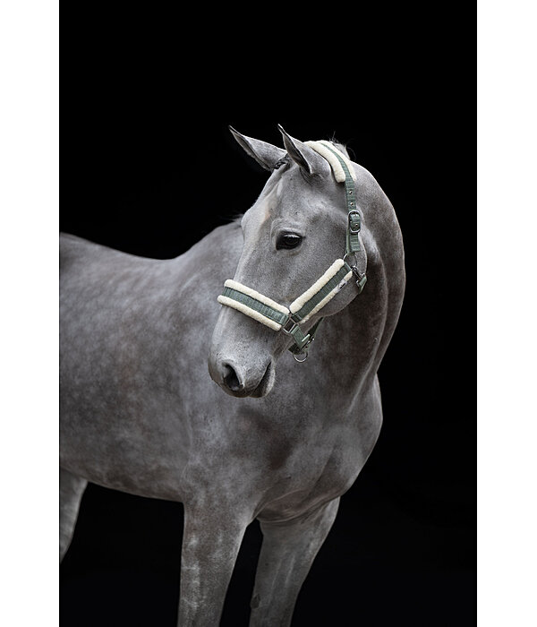 halster Shine