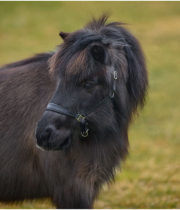 SHOWMASTER veulen en shetty lederen halster Siri