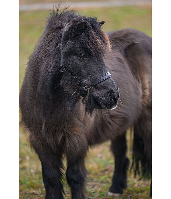 SHOWMASTER veulen en shetty lederen halster Siri
