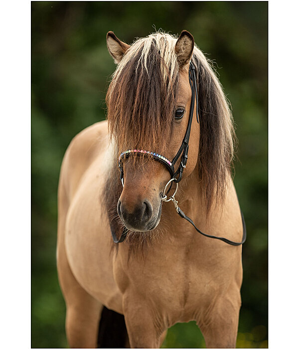 gecombineerd rijhalster Rainbow